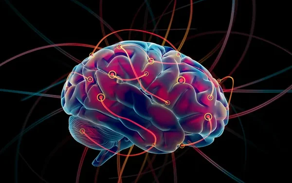 Brain Stock Photos, Royalty Free Brain Images | Depositphotos